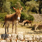 Flora, fauna y paisaje