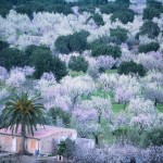 La flor de almendro en Mallorca