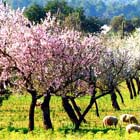 Almendros Flor 