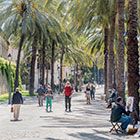 Palma 
