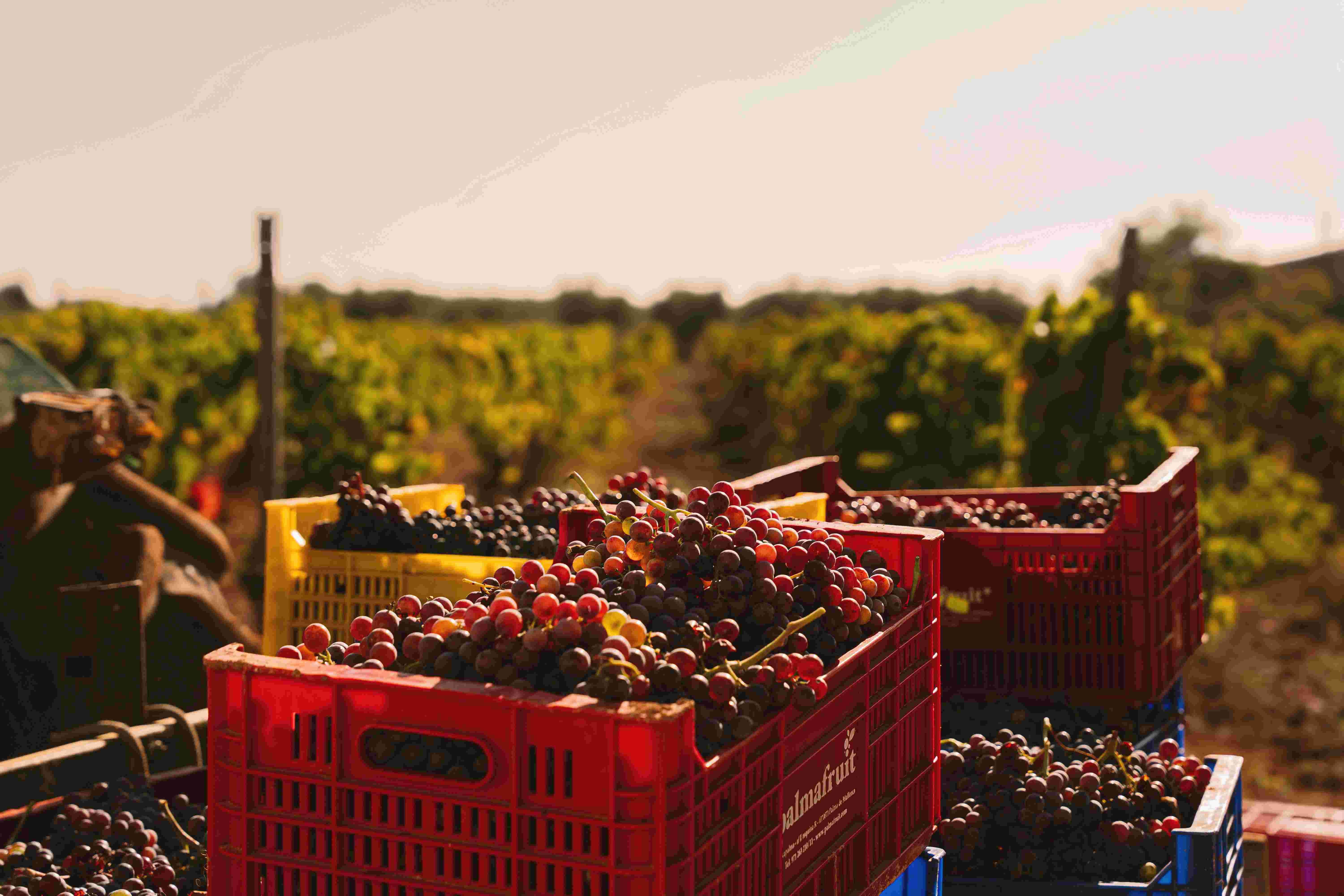 Las bodegas de la DO Binissalem apuestan por la calidad,. Foto: DO Binissalem