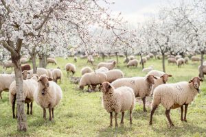 Mallorca en invierno - la flor de almendro marca el paisaje