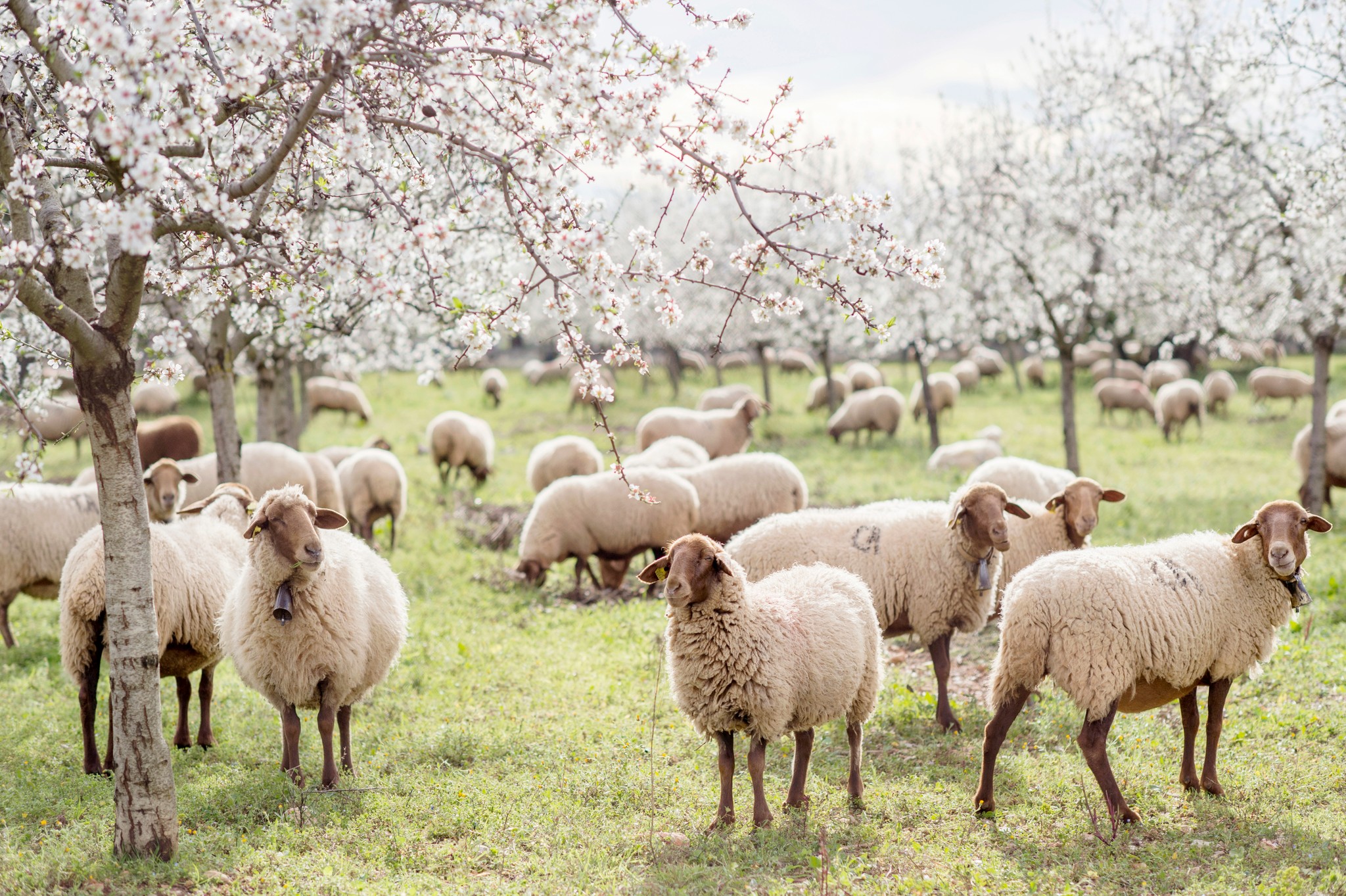 Mallorca en invierno - la flor de almendro marca el paisaje
