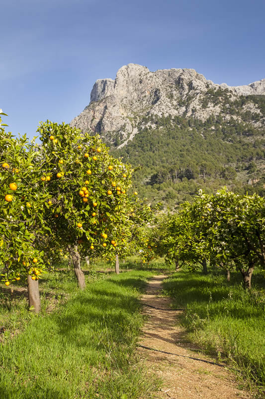 La finca Ecovinyassa en el valle de los naranjos.