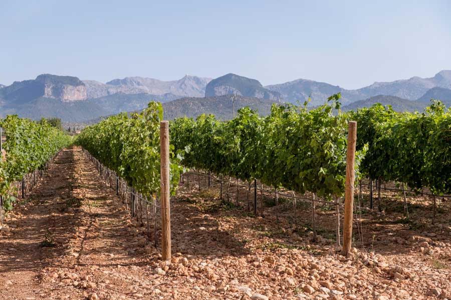 vinya en mallorca